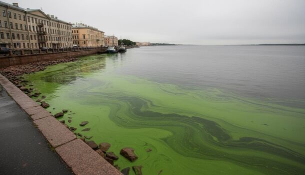 Финский залив позеленел из-за цветения водорослей