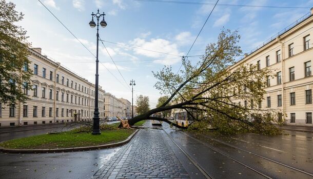 Штормовой ветер повалил в Петербурге не меньше 20 деревьев